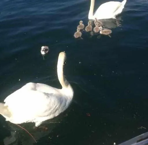 Appartement Peroni - Vintage Argegno